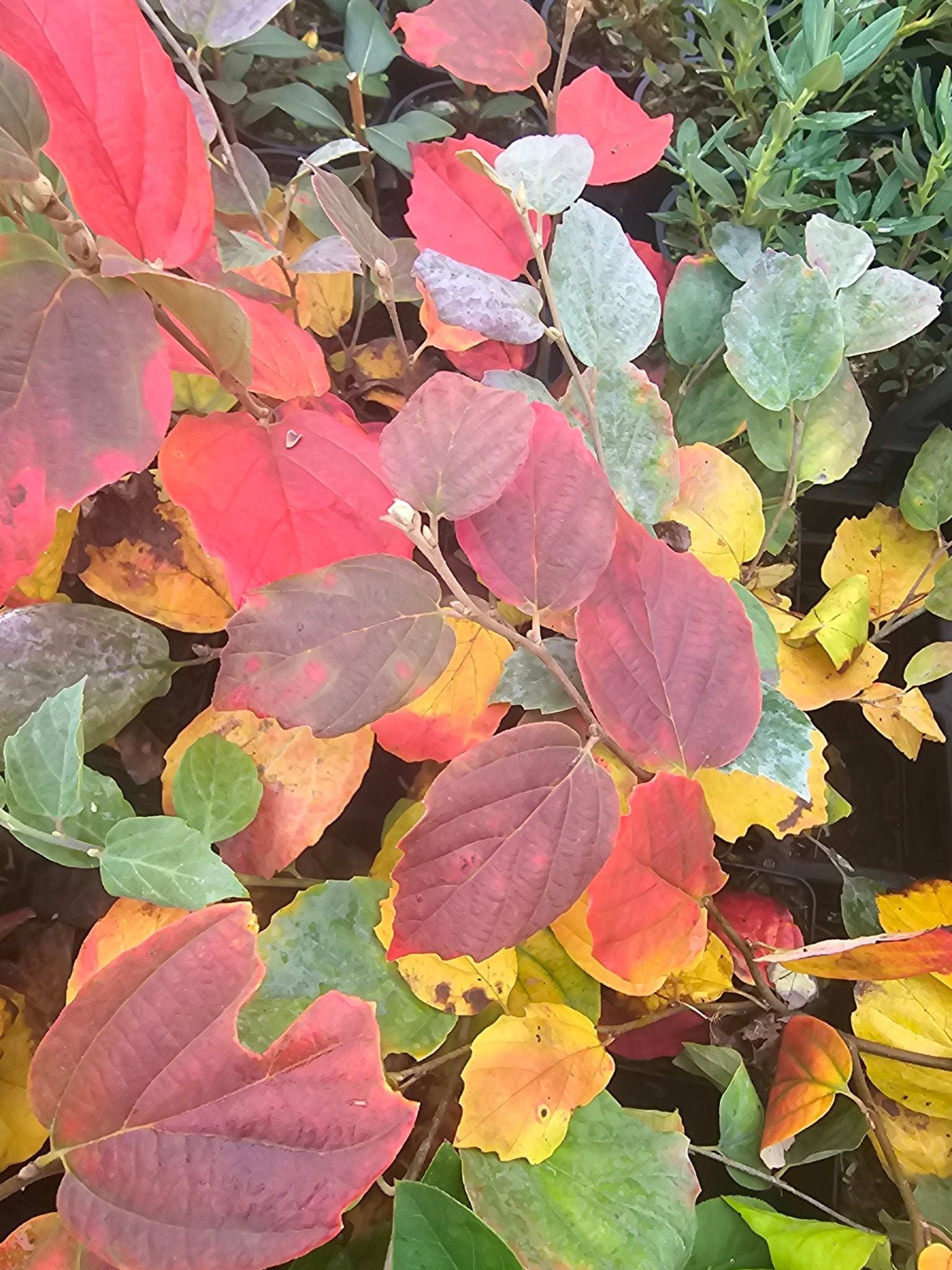 Fothergilla major 'Blue Shadow' - Herrenkamper Gärten - Pflanzenraritäten