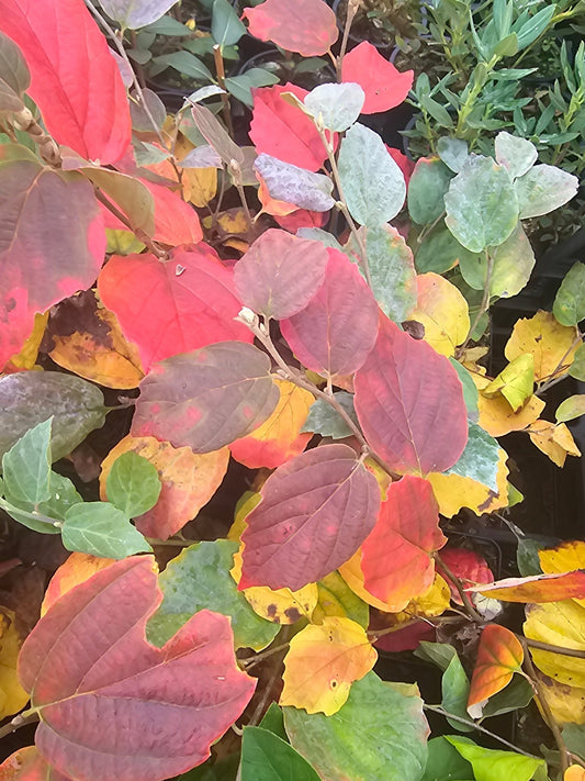 Fothergilla major 'Blue Shadow' - Herrenkamper Gärten - Pflanzenraritäten