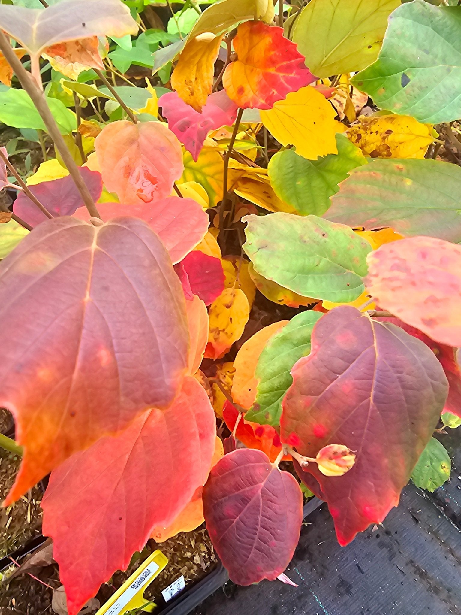 Fothergilla major 'Suzanne' - Herrenkamper Gärten - Pflanzenraritäten