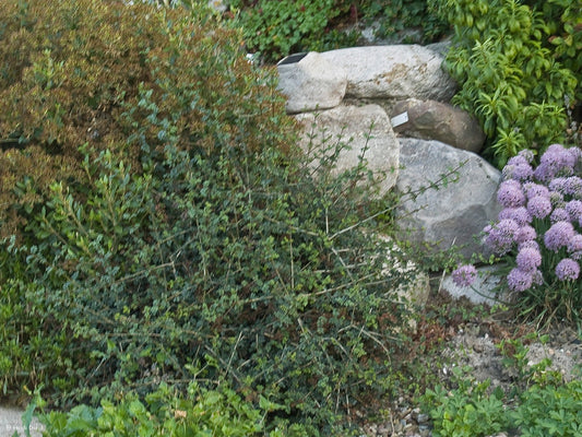 Fraxinus xanthoxyloides var. dumosa - Herrenkamper Gärten - Pflanzenraritäten