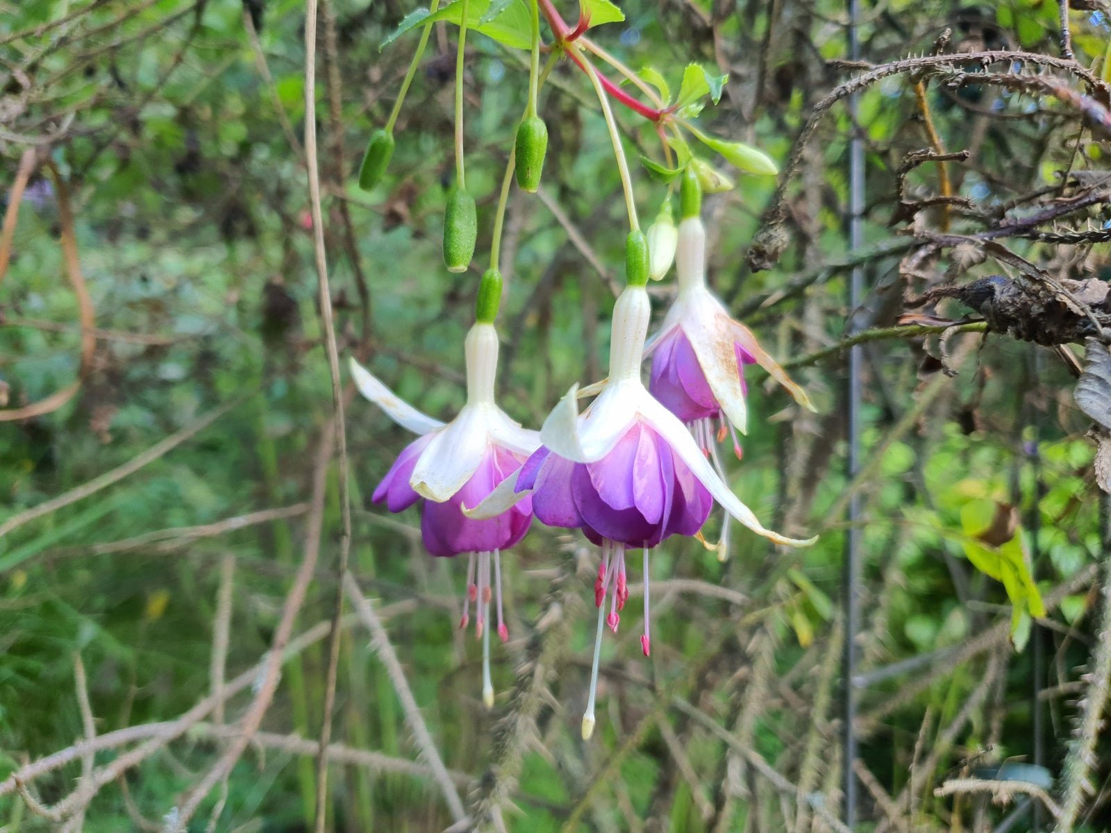 Fuchsia 'Delta Sarah' - Herrenkamper Gärten - Pflanzenraritäten