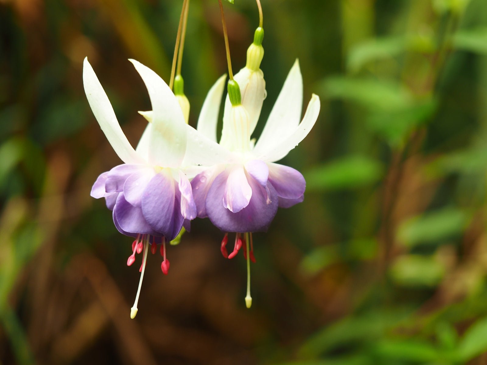 Fuchsia 'Delta Sarah' - Herrenkamper Gärten - Pflanzenraritäten
