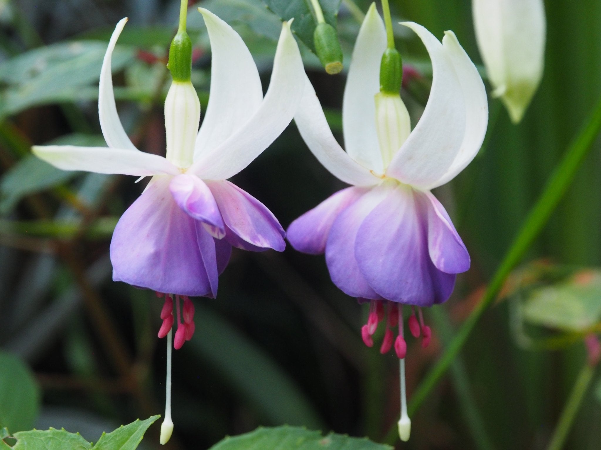 Fuchsia 'Delta Sarah' - Herrenkamper Gärten - Pflanzenraritäten