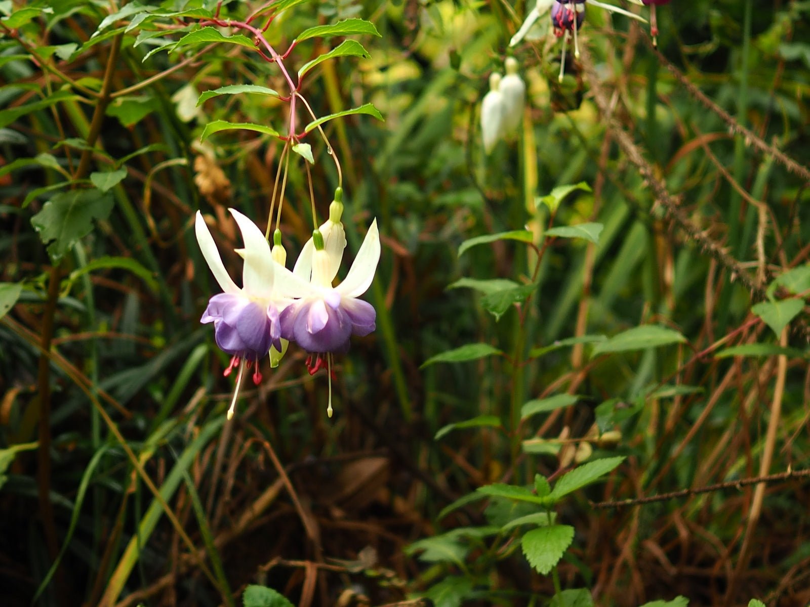 Fuchsia 'Delta Sarah' - Herrenkamper Gärten - Pflanzenraritäten