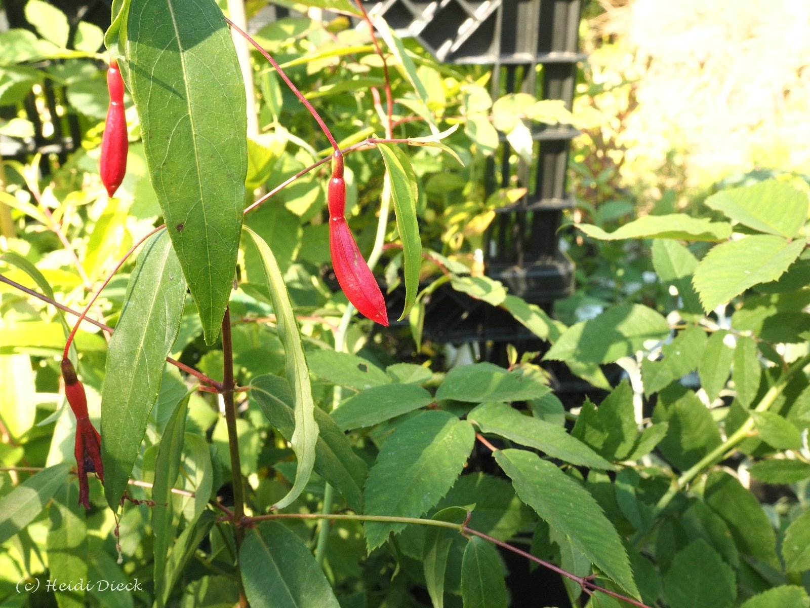 Fuchsia hatschbachii - Herrenkamper Gärten - Pflanzenraritäten