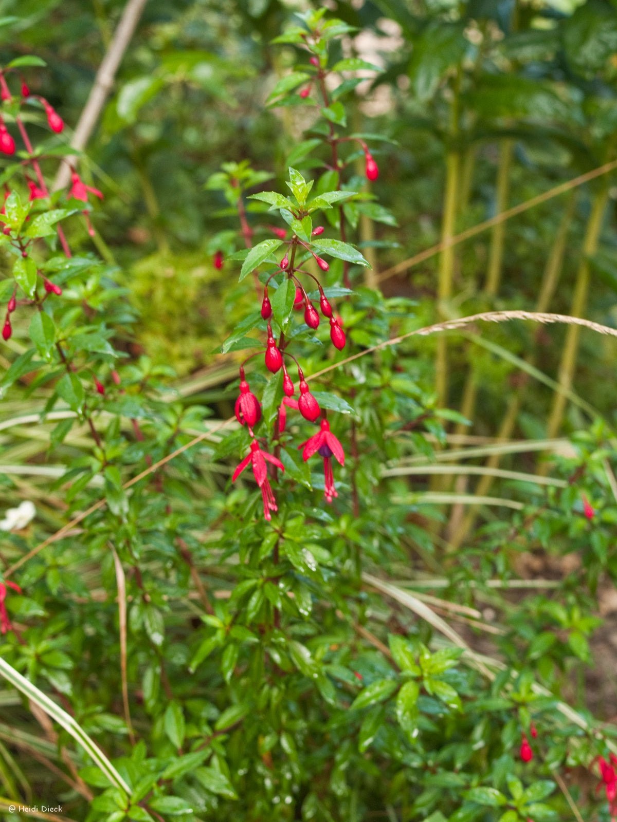 Fuchsia hybr. 'David' - Herrenkamper Gärten - Pflanzenraritäten