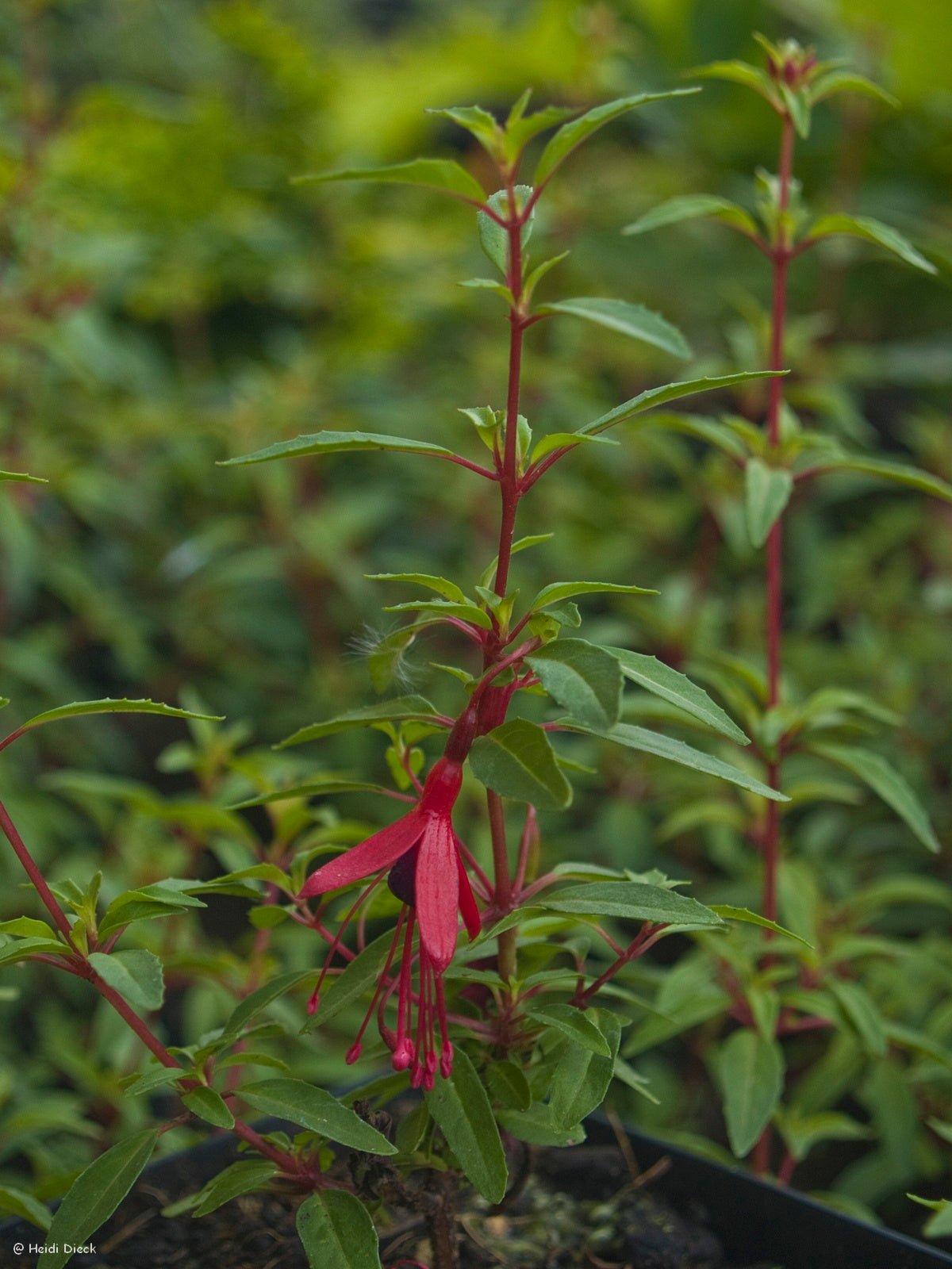 Fuchsia hybr. 'David' - Herrenkamper Gärten - Pflanzenraritäten