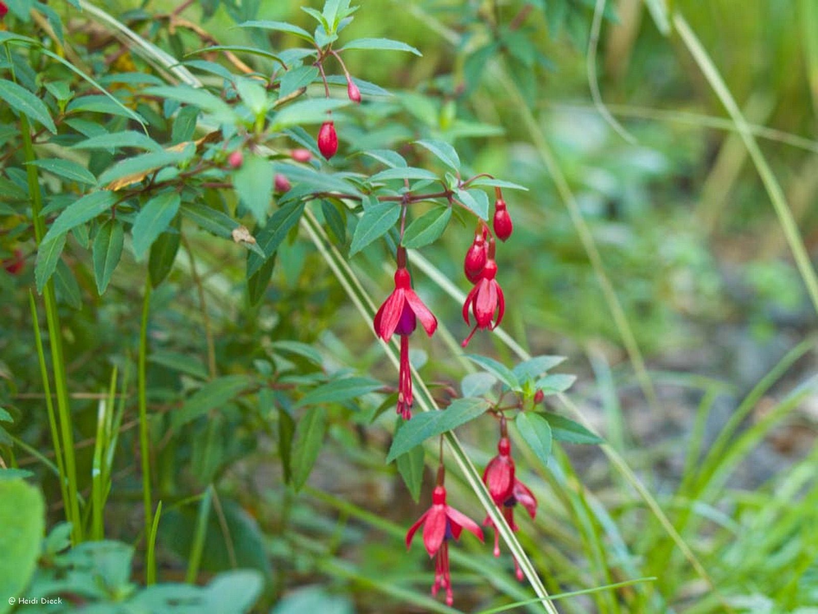 Fuchsia hybr. 'David' - Herrenkamper Gärten - Pflanzenraritäten