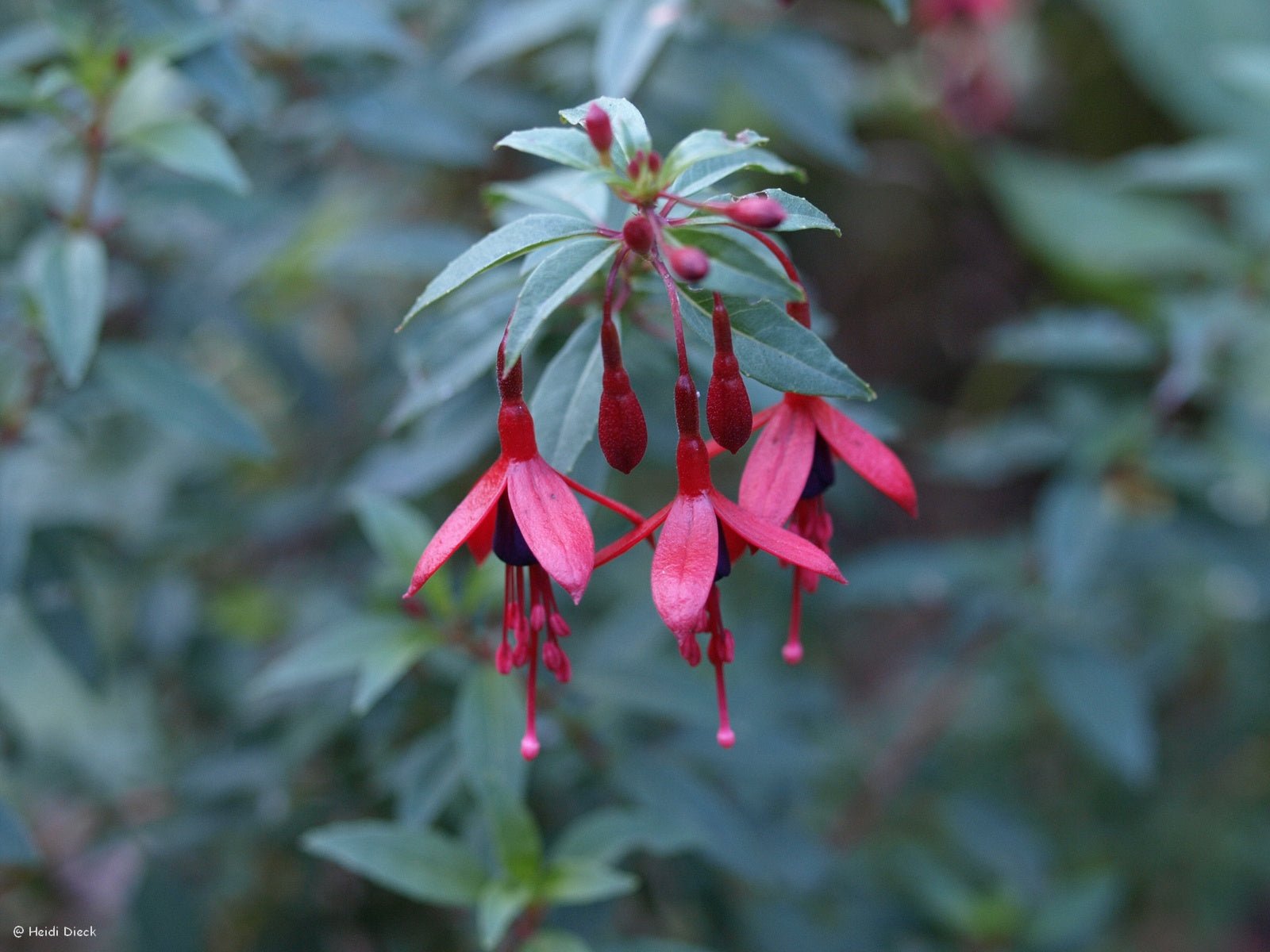 Fuchsia hybr. 'David' - Herrenkamper Gärten - Pflanzenraritäten