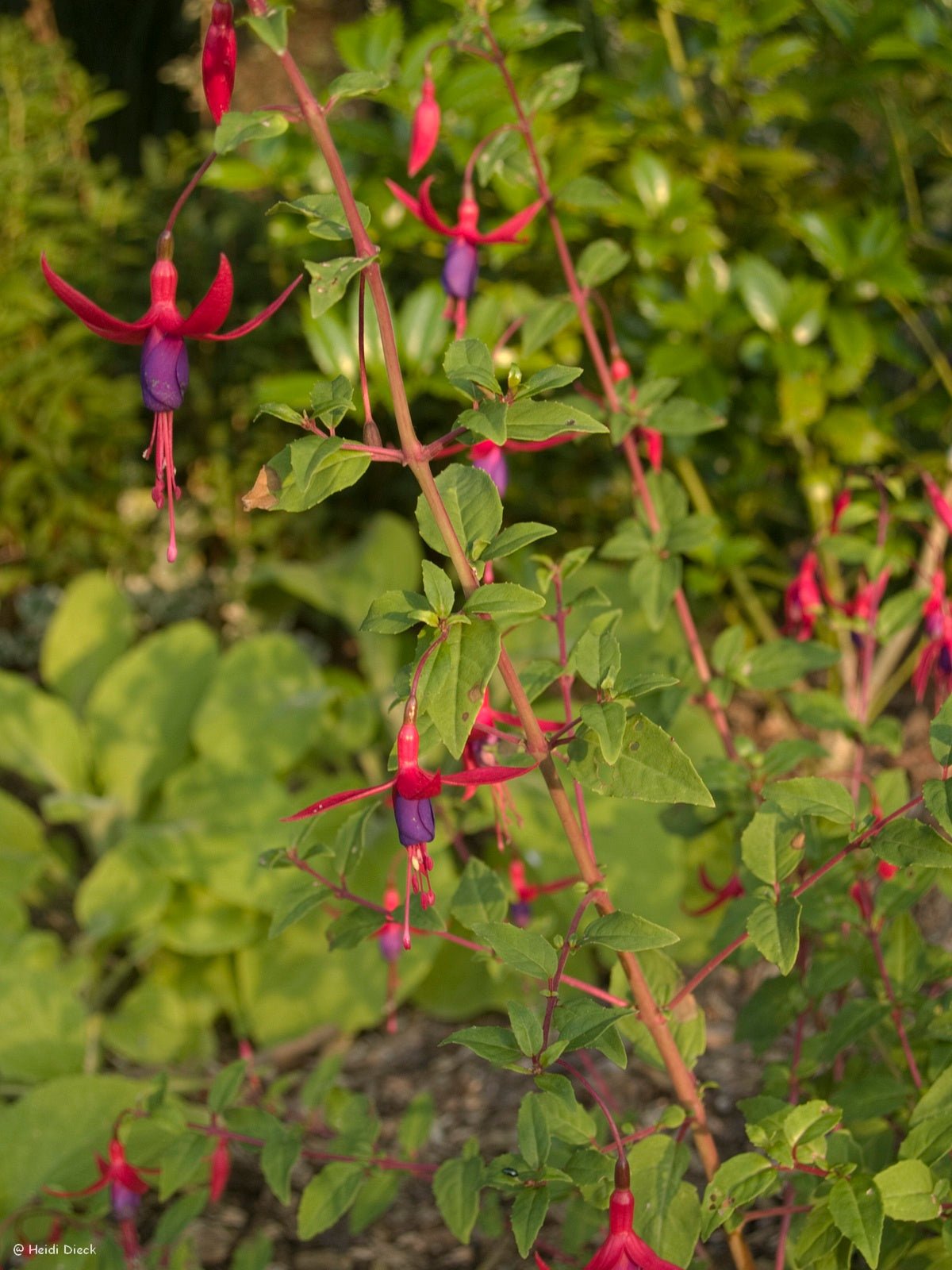 Fuchsia hybr. 'Klettermax' - Herrenkamper Gärten - Pflanzenraritäten