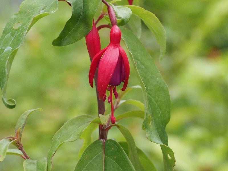Fuchsia magellanica 'Bernisser Hardy' - Herrenkamper Gärten - Pflanzenraritäten