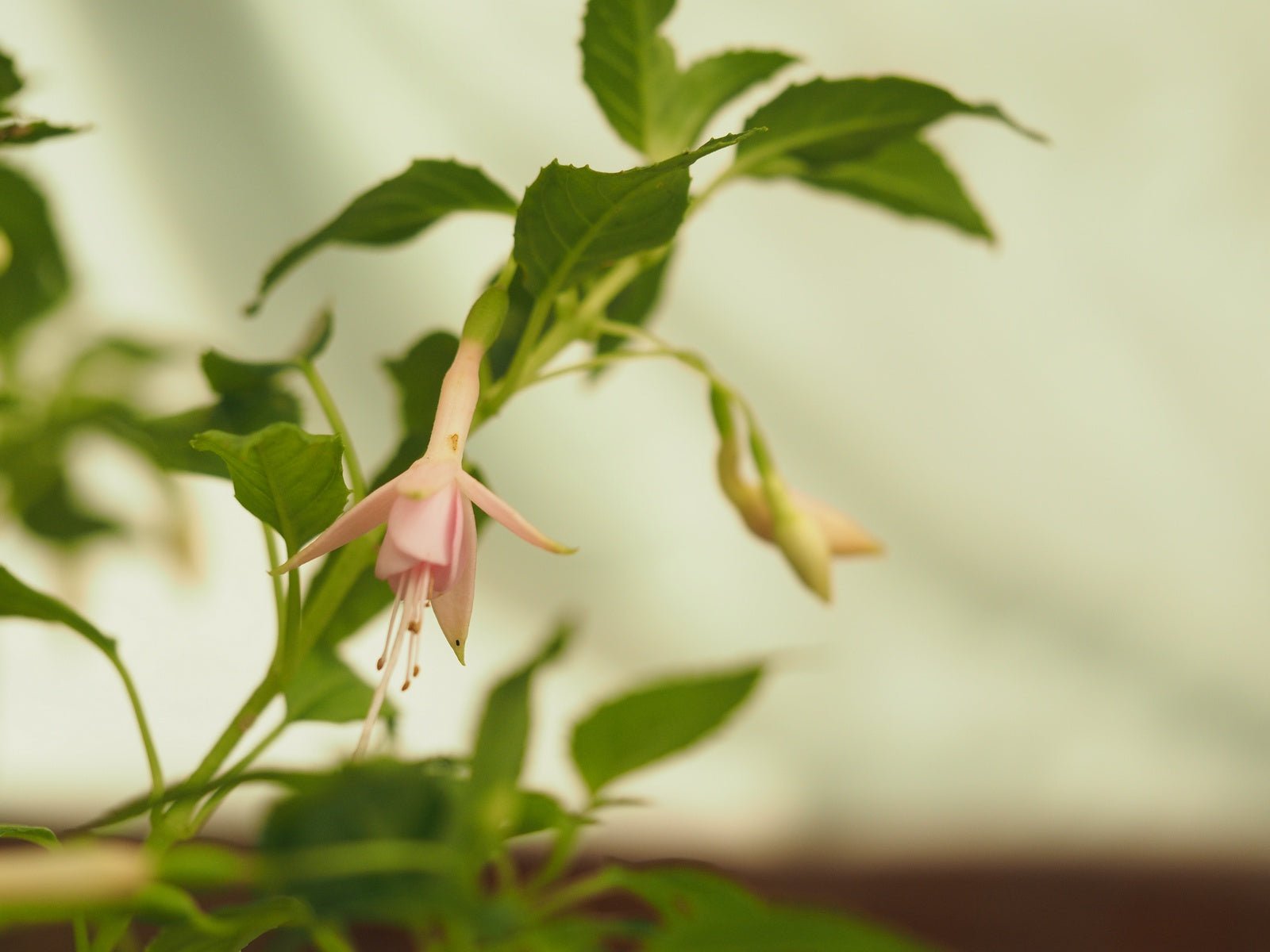 Fuchsia magellanica 'Electra Pink' - Herrenkamper Gärten - Pflanzenraritäten