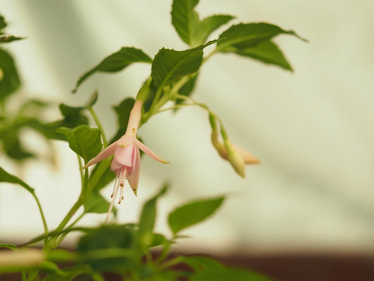 Fuchsia magellanica 'Electra Pink' - Herrenkamper Gärten - Pflanzenraritäten