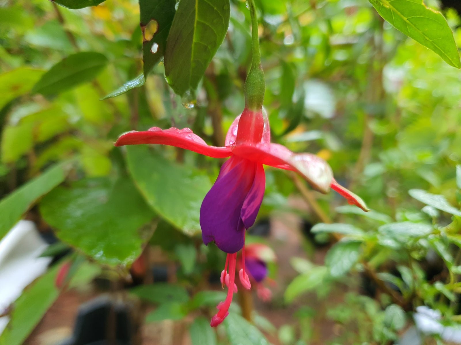 Fuchsia magellanica 'Margaret' - Herrenkamper Gärten - Pflanzenraritäten