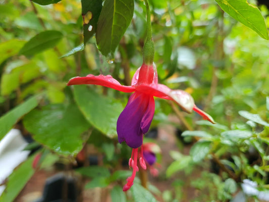 Fuchsia magellanica 'Margaret' - Herrenkamper Gärten - Pflanzenraritäten