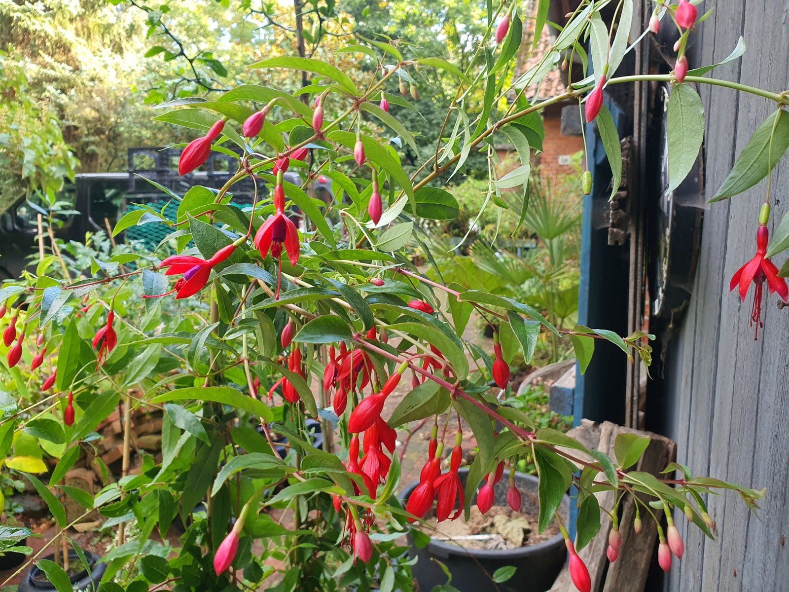 Fuchsia magellanica 'Margaret' - Herrenkamper Gärten - Pflanzenraritäten