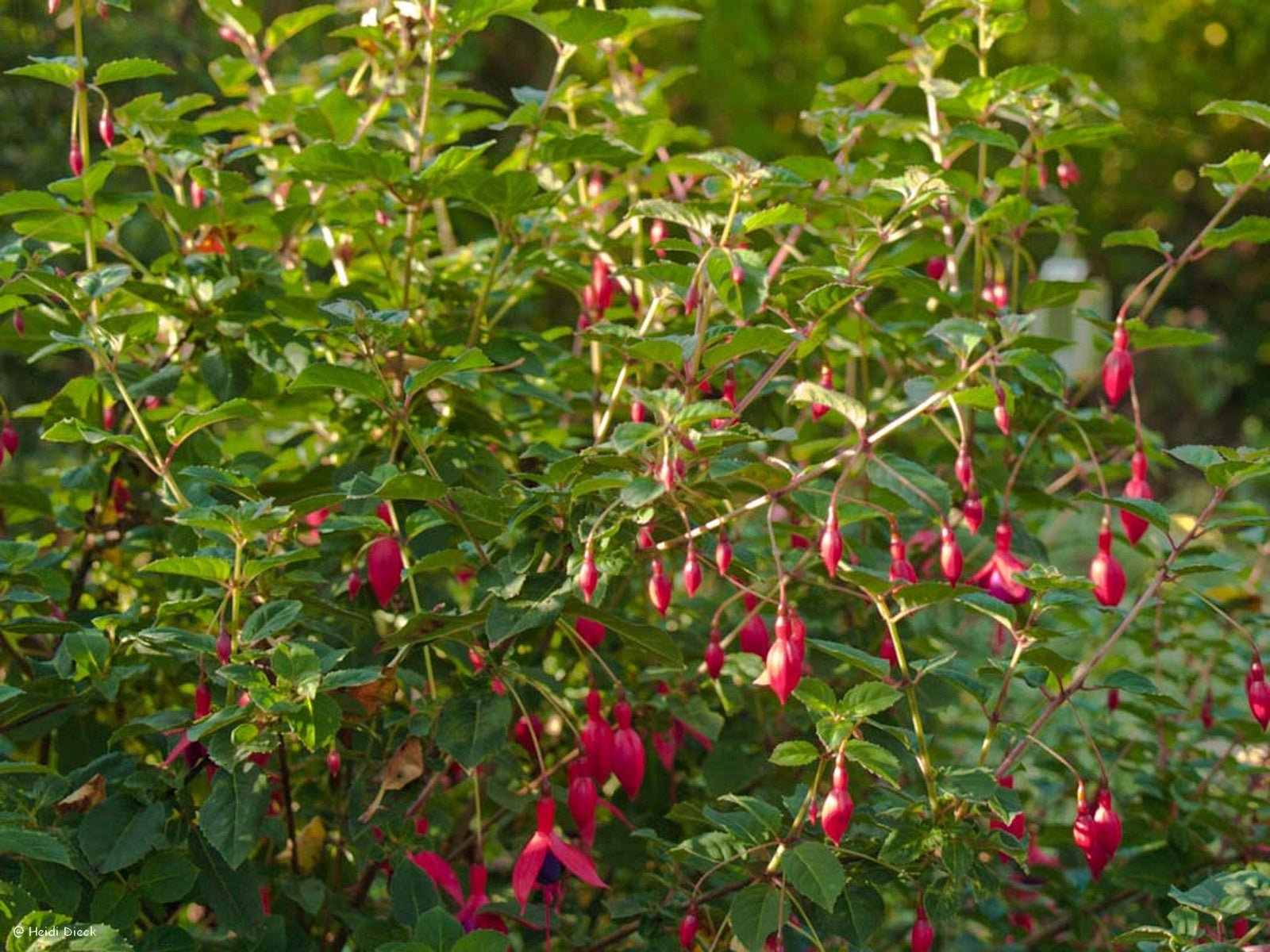 Fuchsia magellanica 'Mrs. Poppel' - Herrenkamper Gärten - Pflanzenraritäten