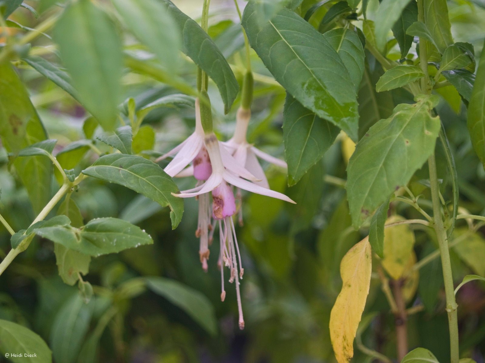 Fuchsia magellanica var. molinae - Herrenkamper Gärten - Pflanzenraritäten