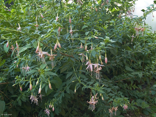 Fuchsia magellanica var. molinae - Herrenkamper Gärten - Pflanzenraritäten