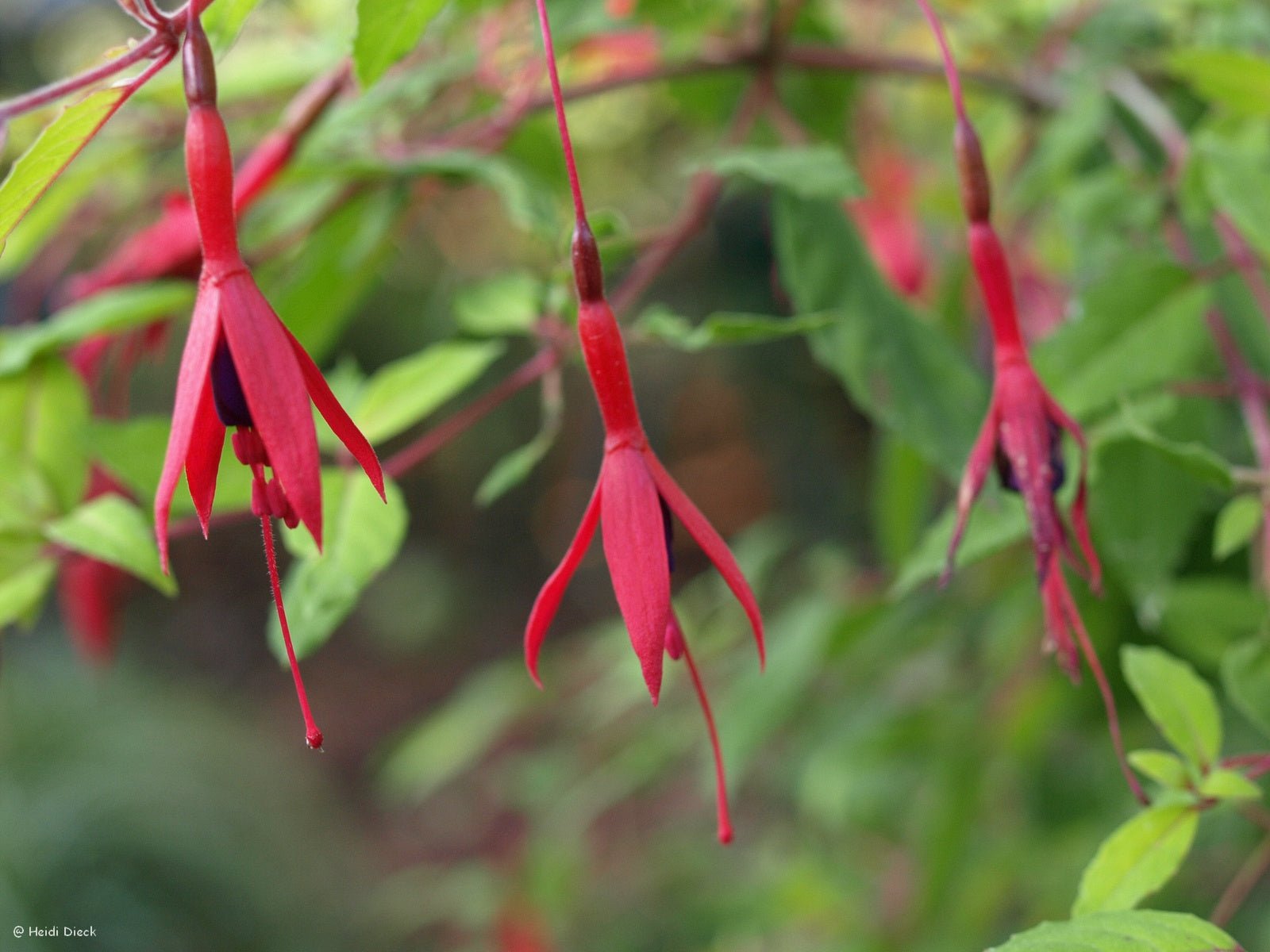 Fuchsia regia ssp. reitzii - Herrenkamper Gärten - Pflanzenraritäten