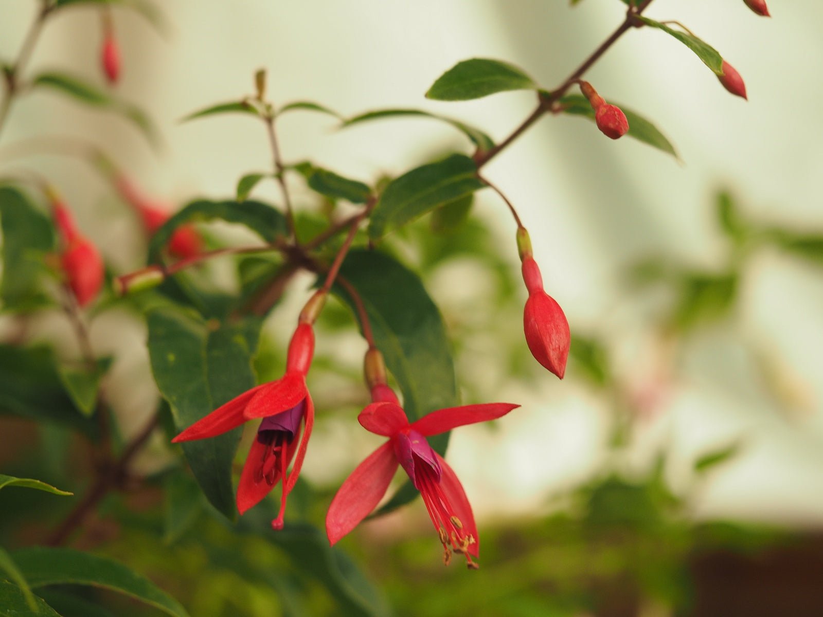 Fuchsia 'Tasty' - Herrenkamper Gärten - Pflanzenraritäten