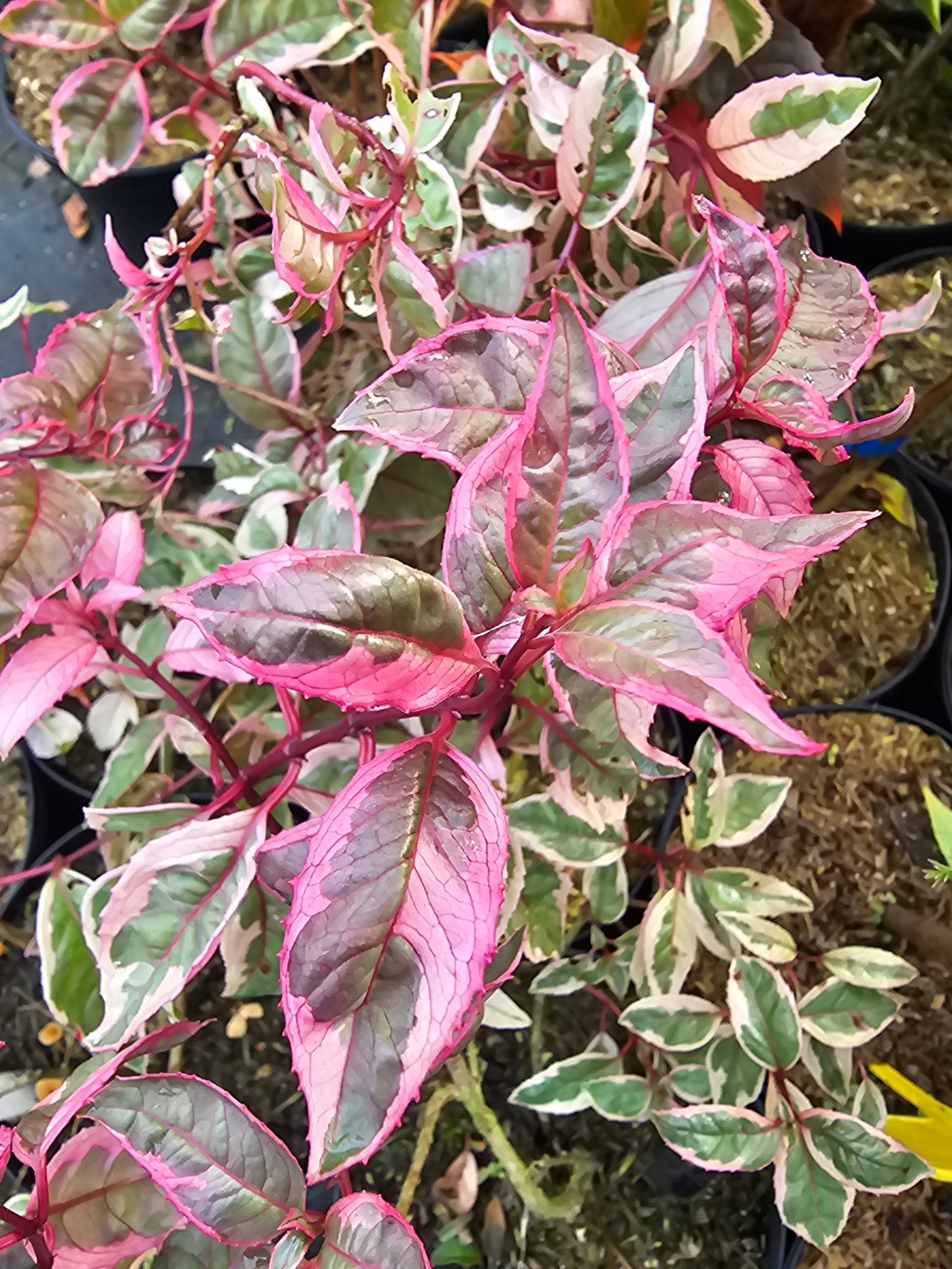 Fuchsia 'Tom West' - Herrenkamper Gärten - Pflanzenraritäten