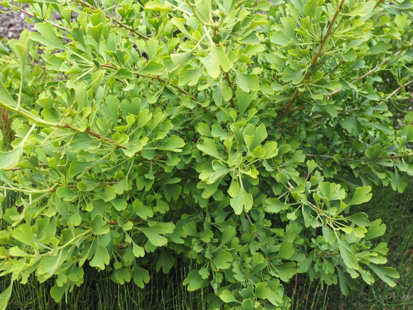 Ginkgo biloba 'Autumn Gold' - Herrenkamper Gärten - Pflanzenraritäten