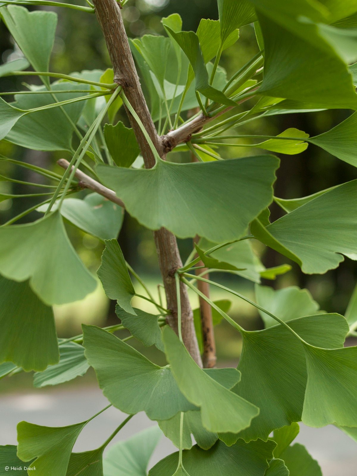 Ginkgo biloba 'Autumn Gold' - Herrenkamper Gärten - Pflanzenraritäten