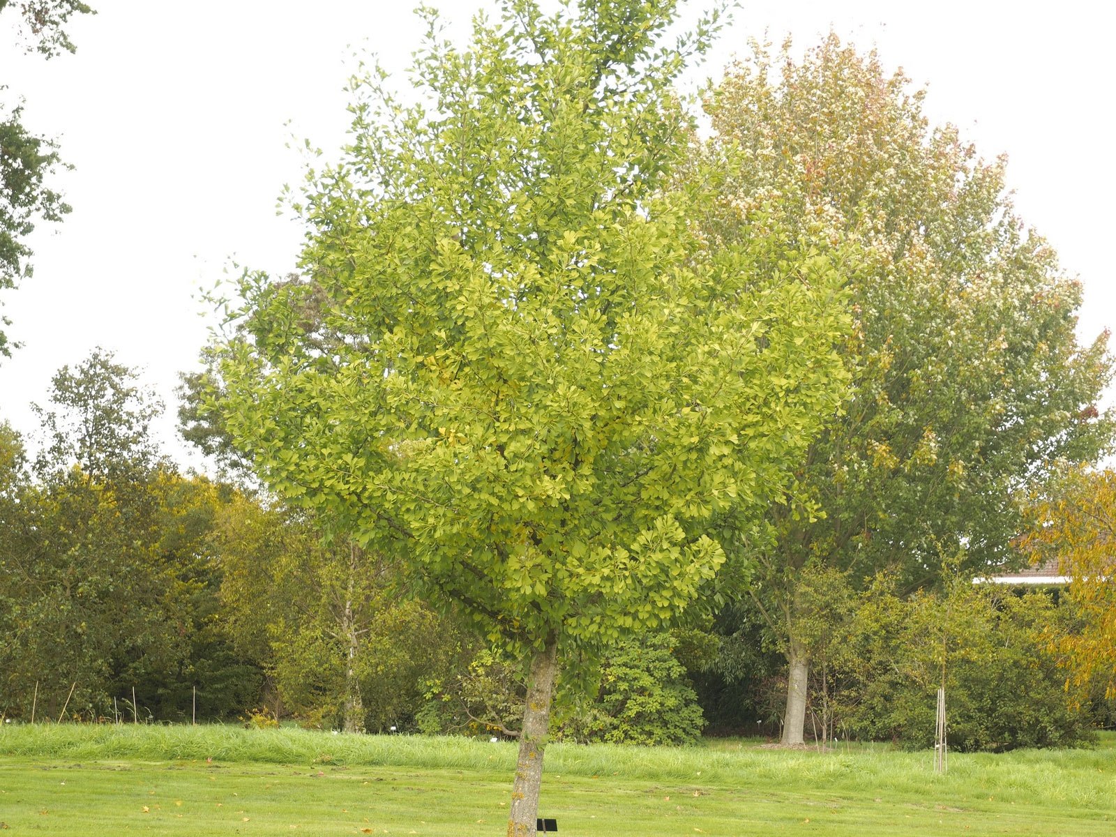 Ginkgo biloba 'Autumn Gold' - Herrenkamper Gärten - Pflanzenraritäten