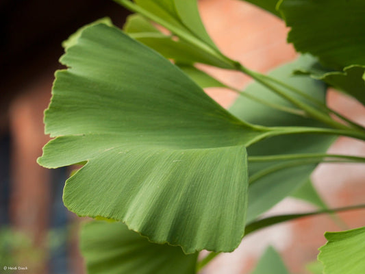 Ginkgo biloba 'Barabite Nana' - Herrenkamper Gärten - Pflanzenraritäten