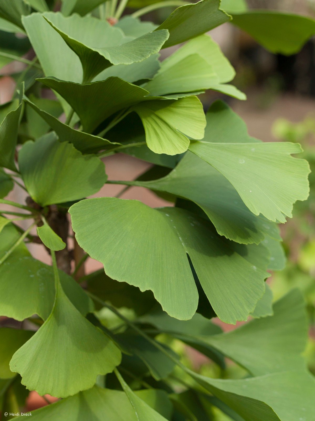 Ginkgo biloba 'Bergen op Zoom' - Herrenkamper Gärten - Pflanzenraritäten