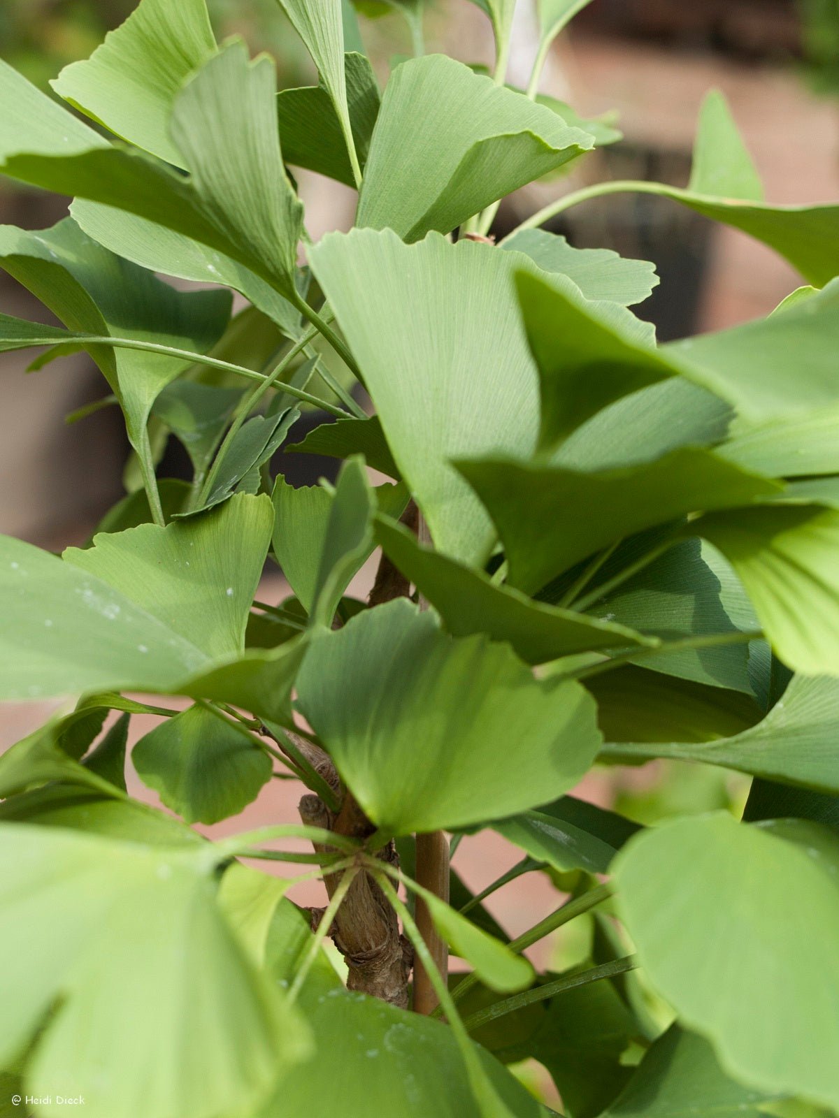 Ginkgo biloba 'Bergen op Zoom' - Herrenkamper Gärten - Pflanzenraritäten