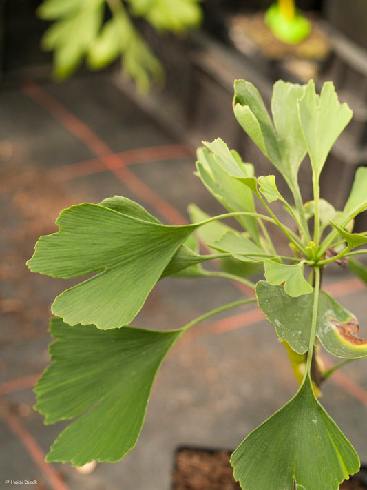 Ginkgo biloba 'Bertold Leendertz' - Herrenkamper Gärten - Pflanzenraritäten