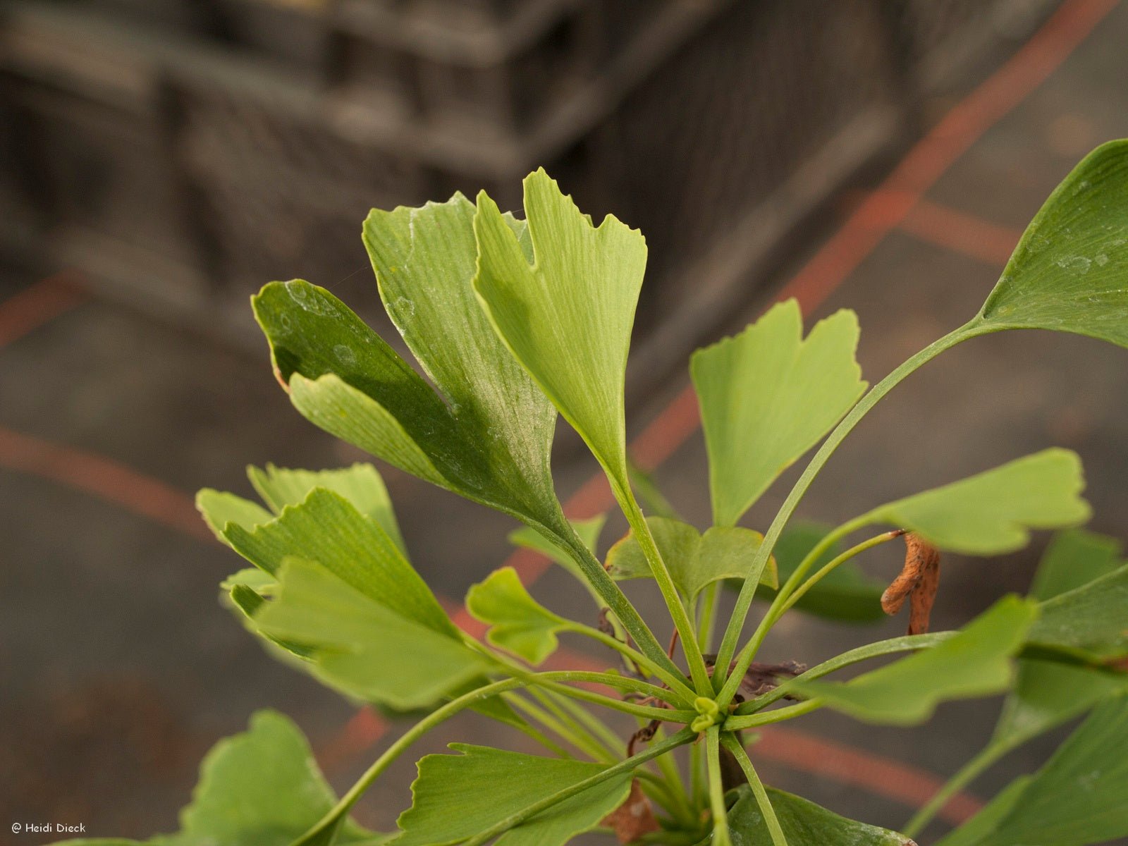 Ginkgo biloba 'Bertold Leendertz' - Herrenkamper Gärten - Pflanzenraritäten