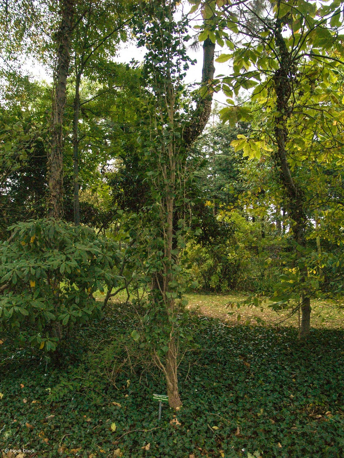 Ginkgo biloba 'Bertold Leendertz' - Herrenkamper Gärten - Pflanzenraritäten
