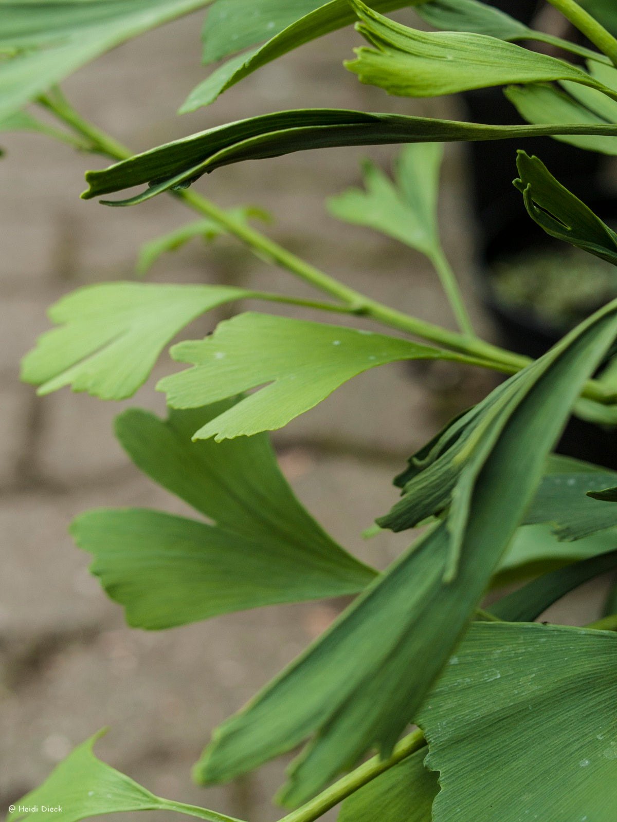 Ginkgo biloba 'Broom with tubes' - Herrenkamper Gärten - Pflanzenraritäten
