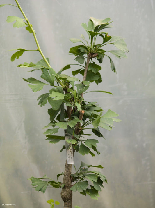 Ginkgo biloba 'Busse' - Herrenkamper Gärten - Pflanzenraritäten