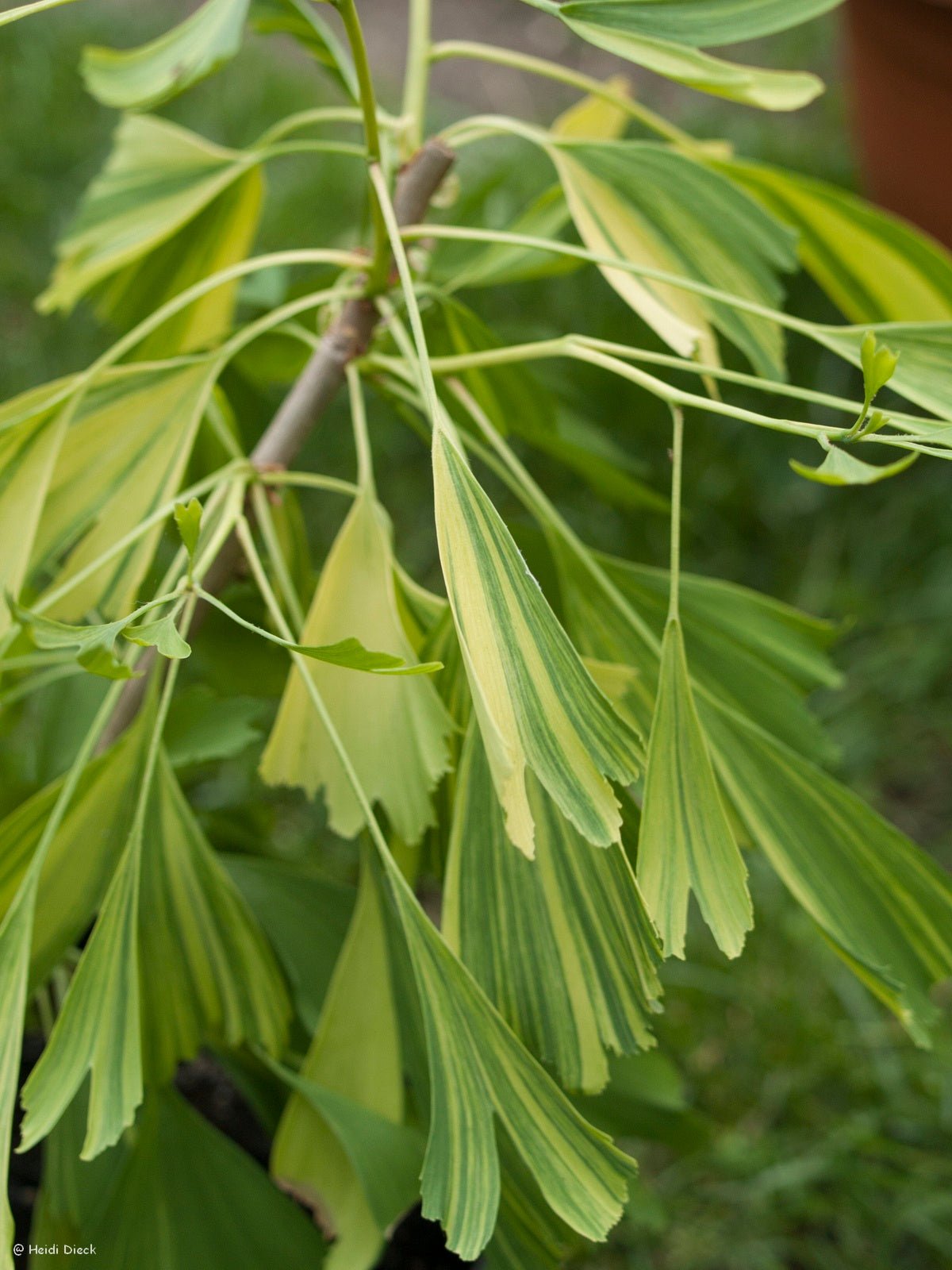 Ginkgo biloba 'Californian Sunset' - Herrenkamper Gärten - Pflanzenraritäten