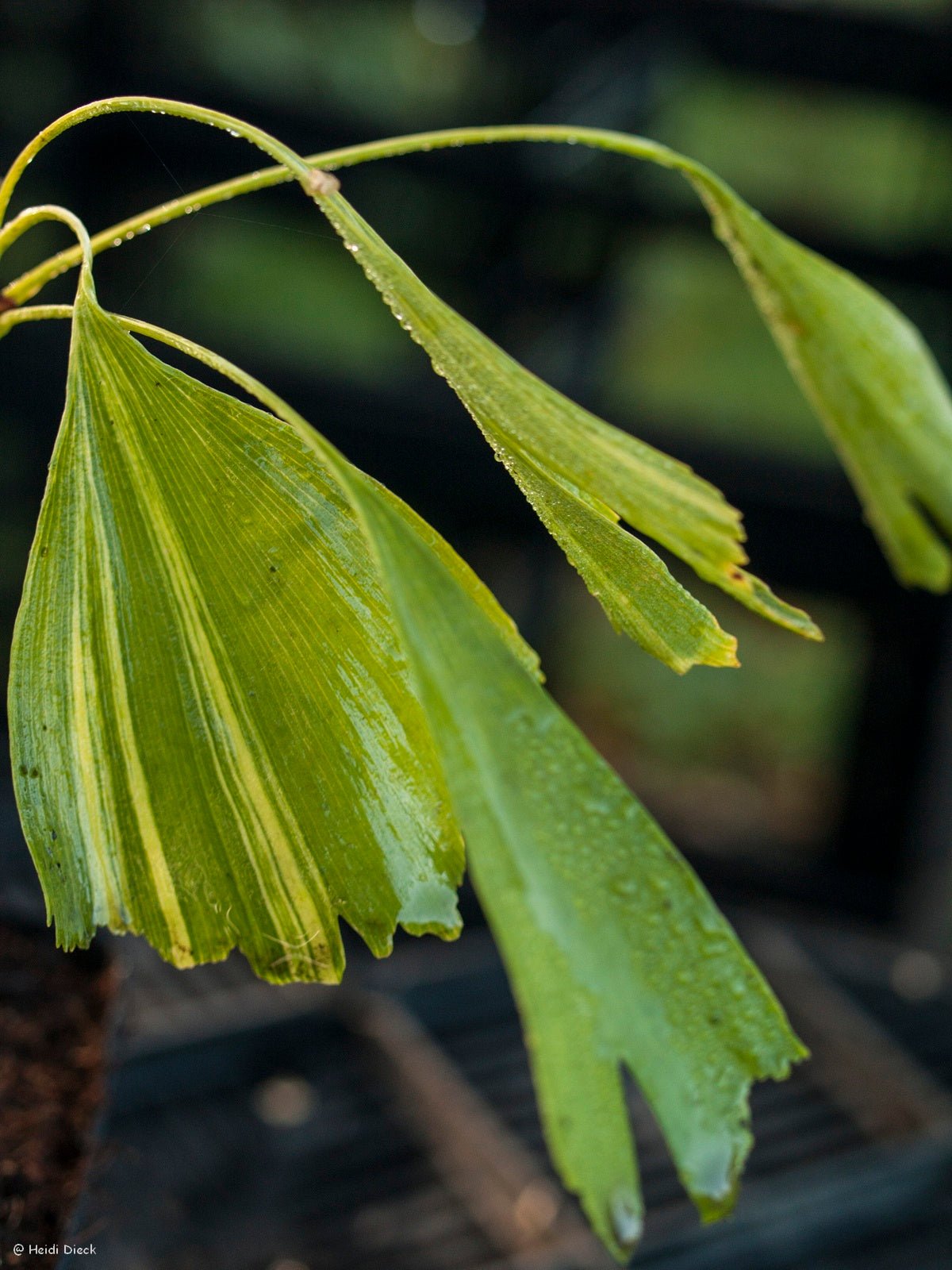Ginkgo biloba 'Californian Sunset' - Herrenkamper Gärten - Pflanzenraritäten