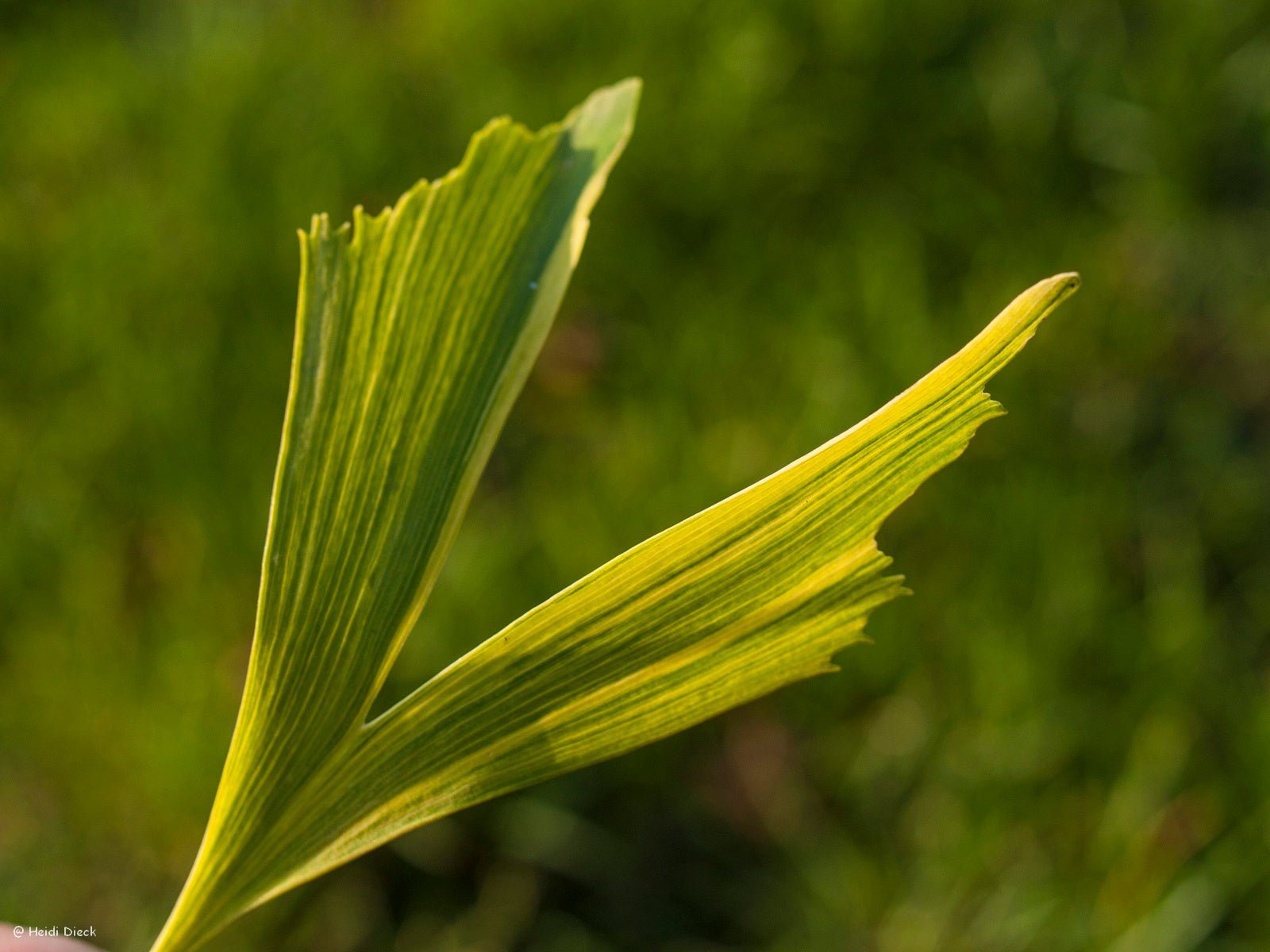 Ginkgo biloba 'Californian Sunset' - Herrenkamper Gärten - Pflanzenraritäten