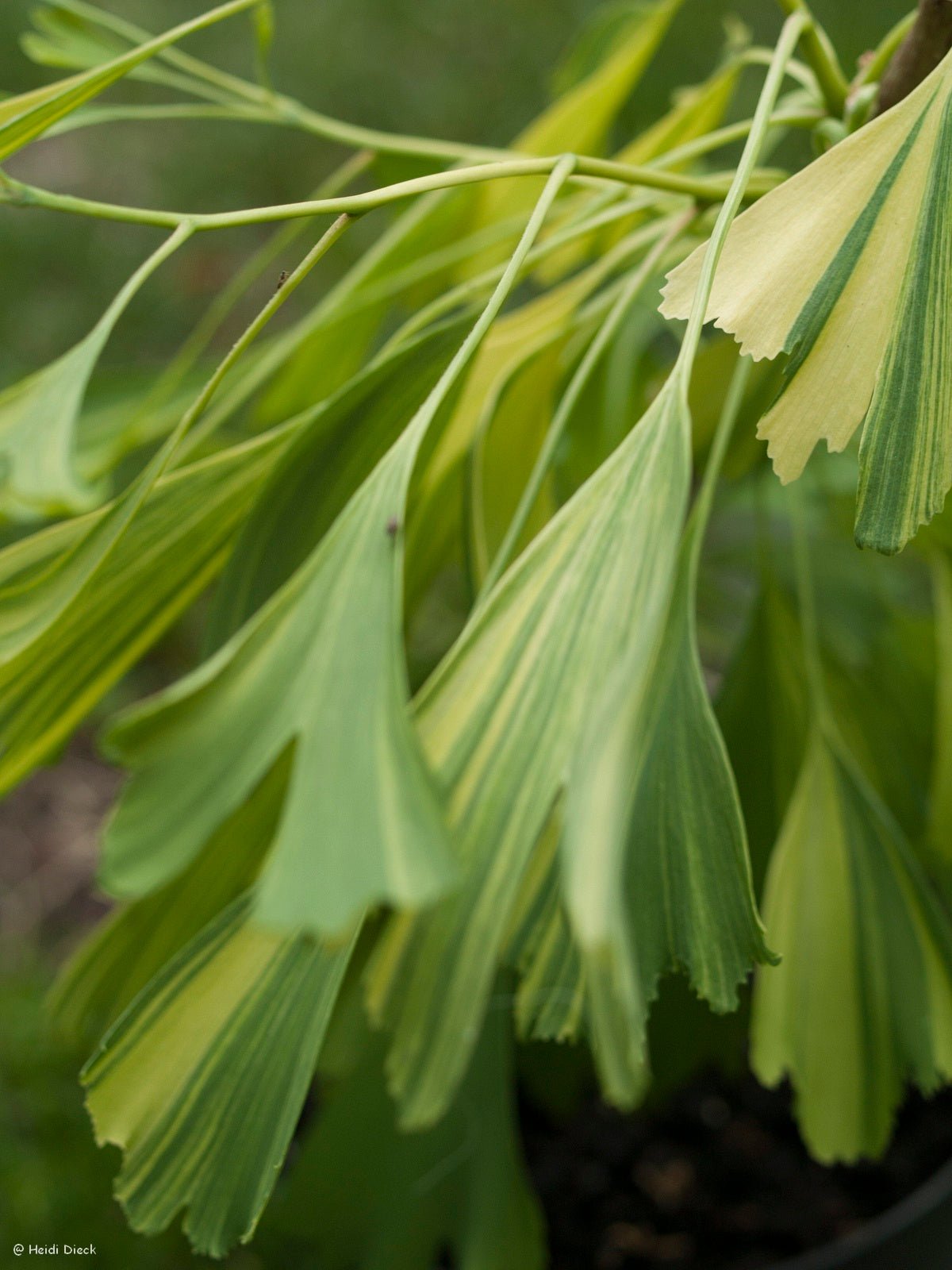 Ginkgo biloba 'Californian Sunset' - Herrenkamper Gärten - Pflanzenraritäten