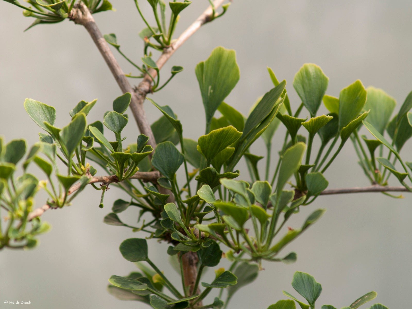 Ginkgo biloba 'Chris Dwarf' - Herrenkamper Gärten - Pflanzenraritäten