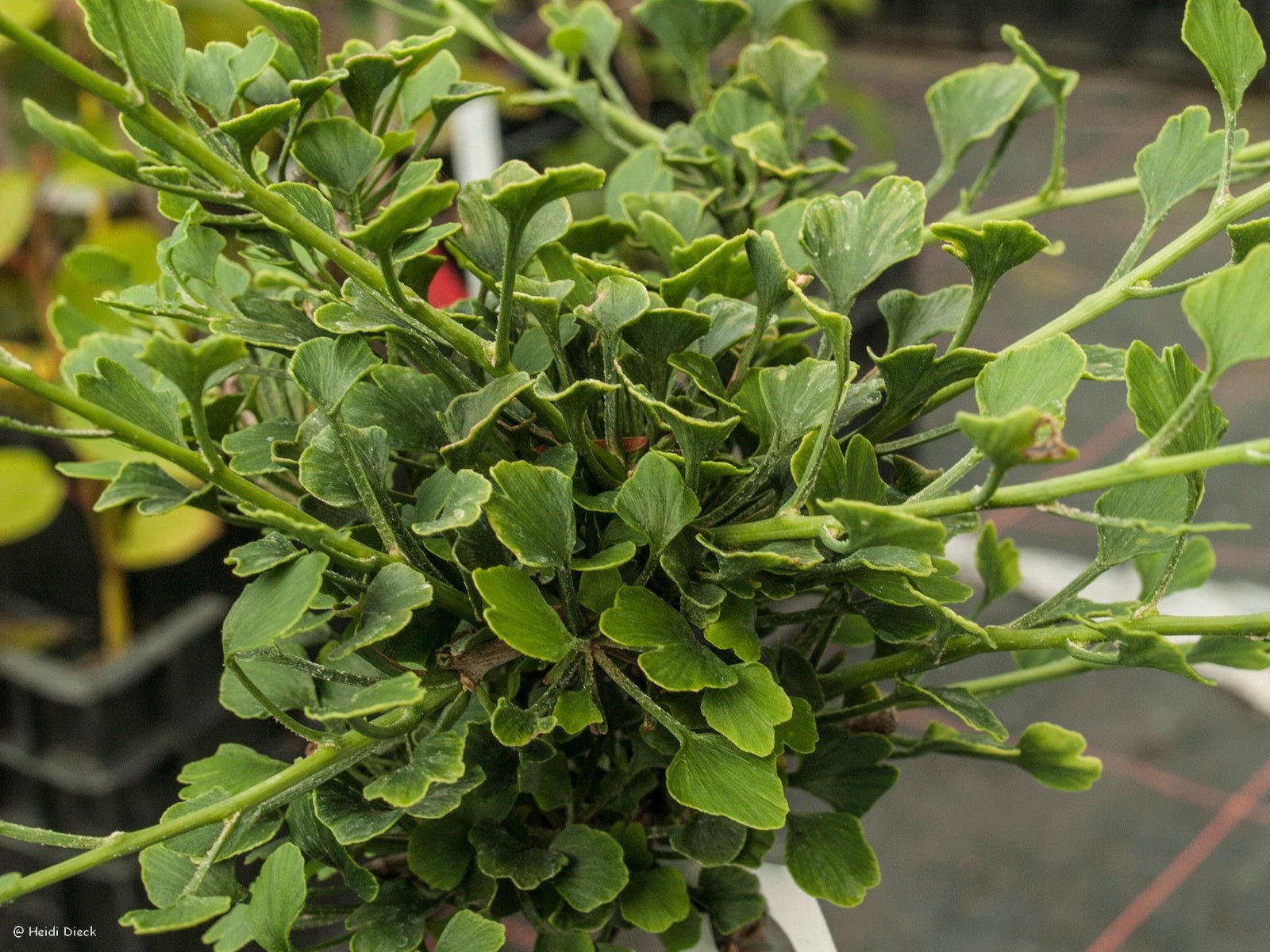 Ginkgo biloba 'Chris Dwarf' - Herrenkamper Gärten - Pflanzenraritäten