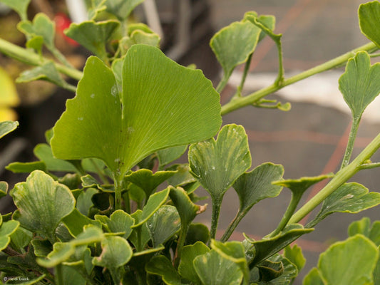 Ginkgo biloba 'Chris Dwarf' - Herrenkamper Gärten - Pflanzenraritäten