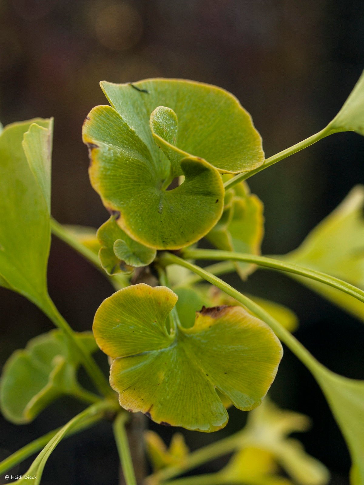 Ginkgo biloba 'David' - Herrenkamper Gärten - Pflanzenraritäten
