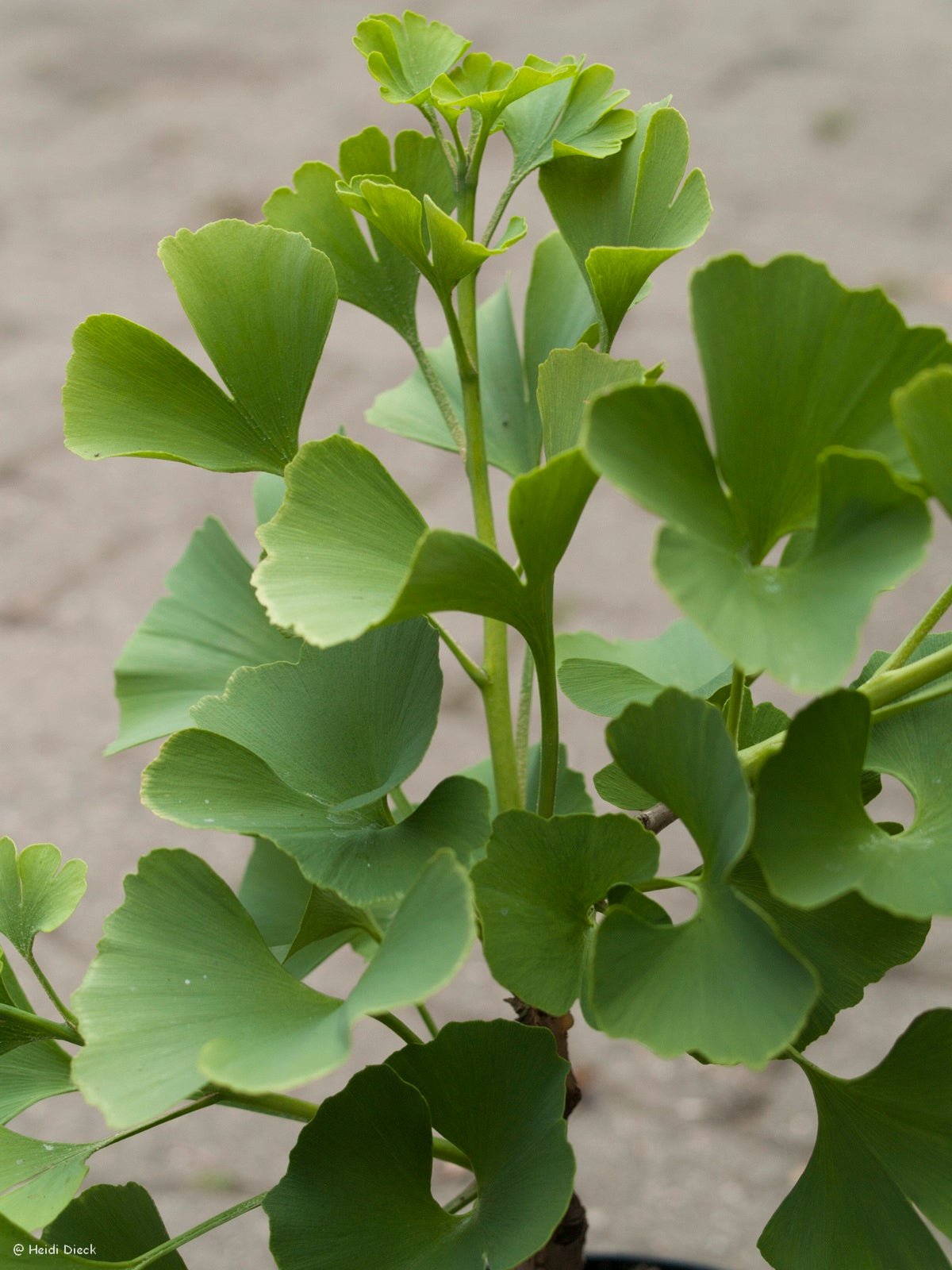 Ginkgo biloba 'David' - Herrenkamper Gärten - Pflanzenraritäten