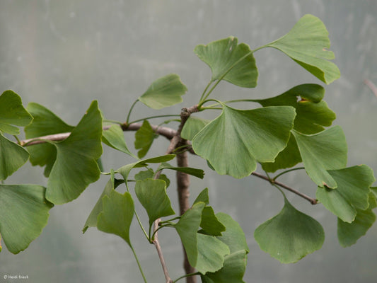 Ginkgo biloba 'Dist' - Herrenkamper Gärten - Pflanzenraritäten