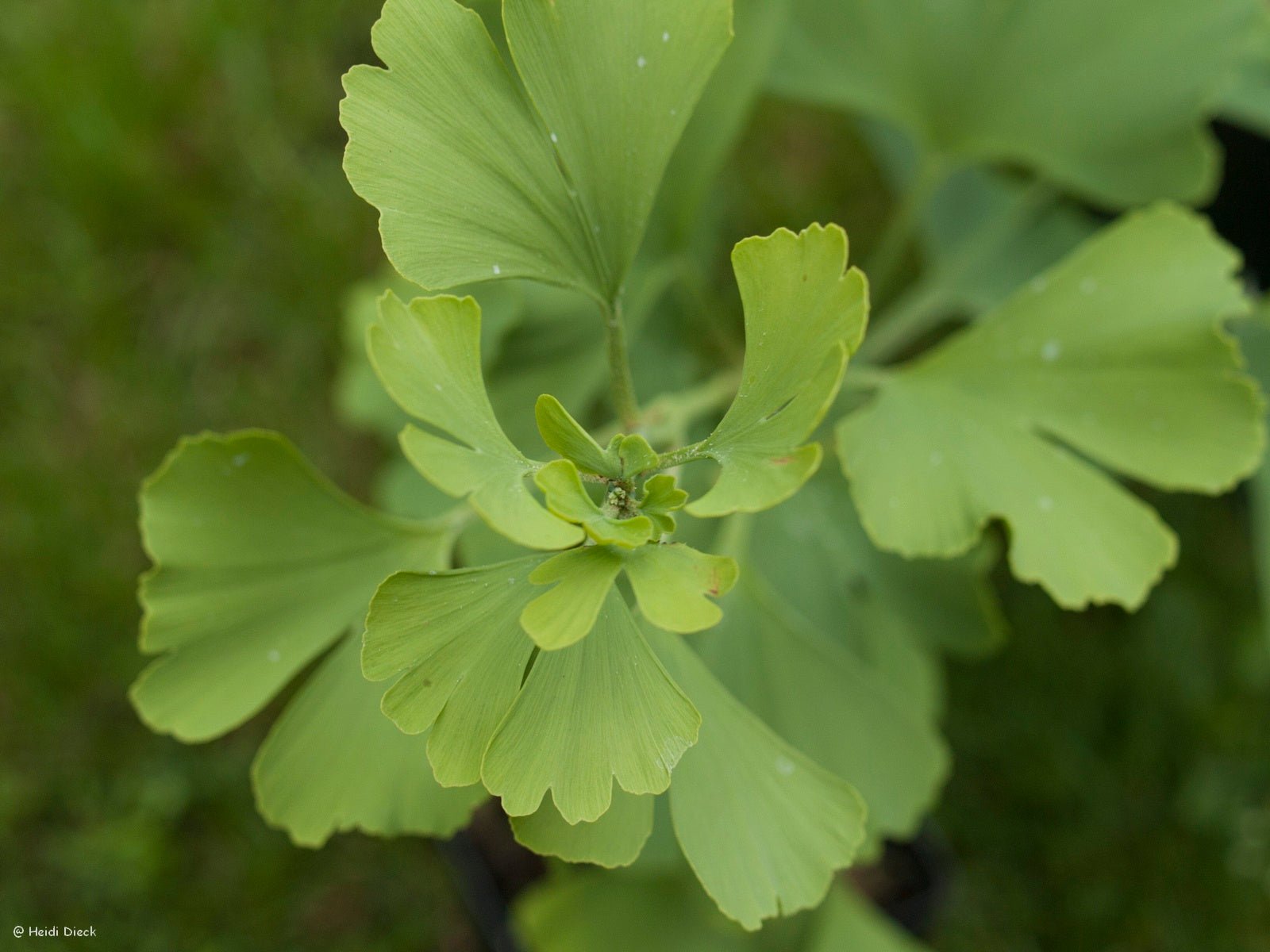 Ginkgo biloba 'Dr. Gerd Krüssmann' - Herrenkamper Gärten - Pflanzenraritäten
