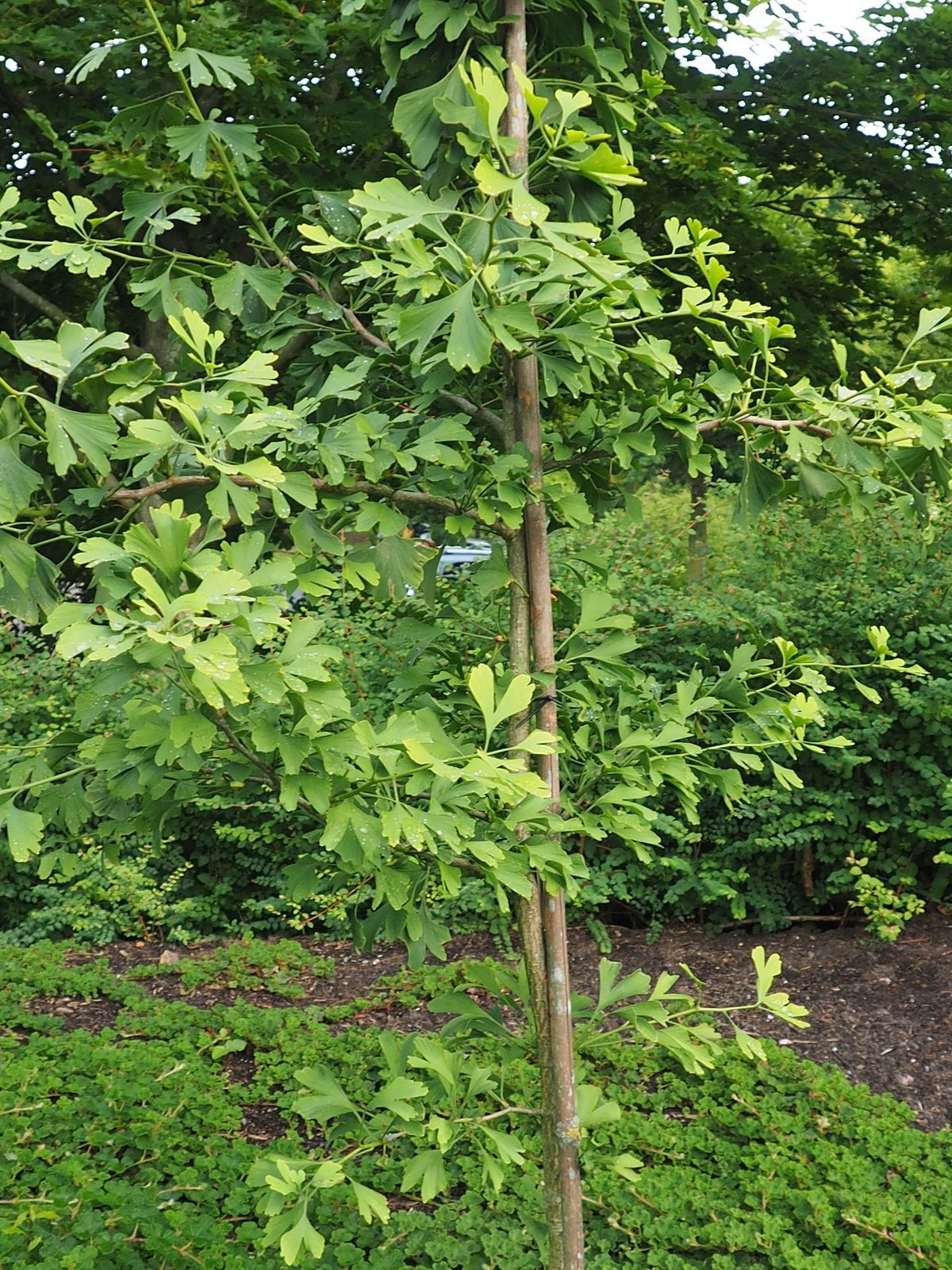 Ginkgo biloba 'Dr. Gerd Krüssmann' - Herrenkamper Gärten - Pflanzenraritäten