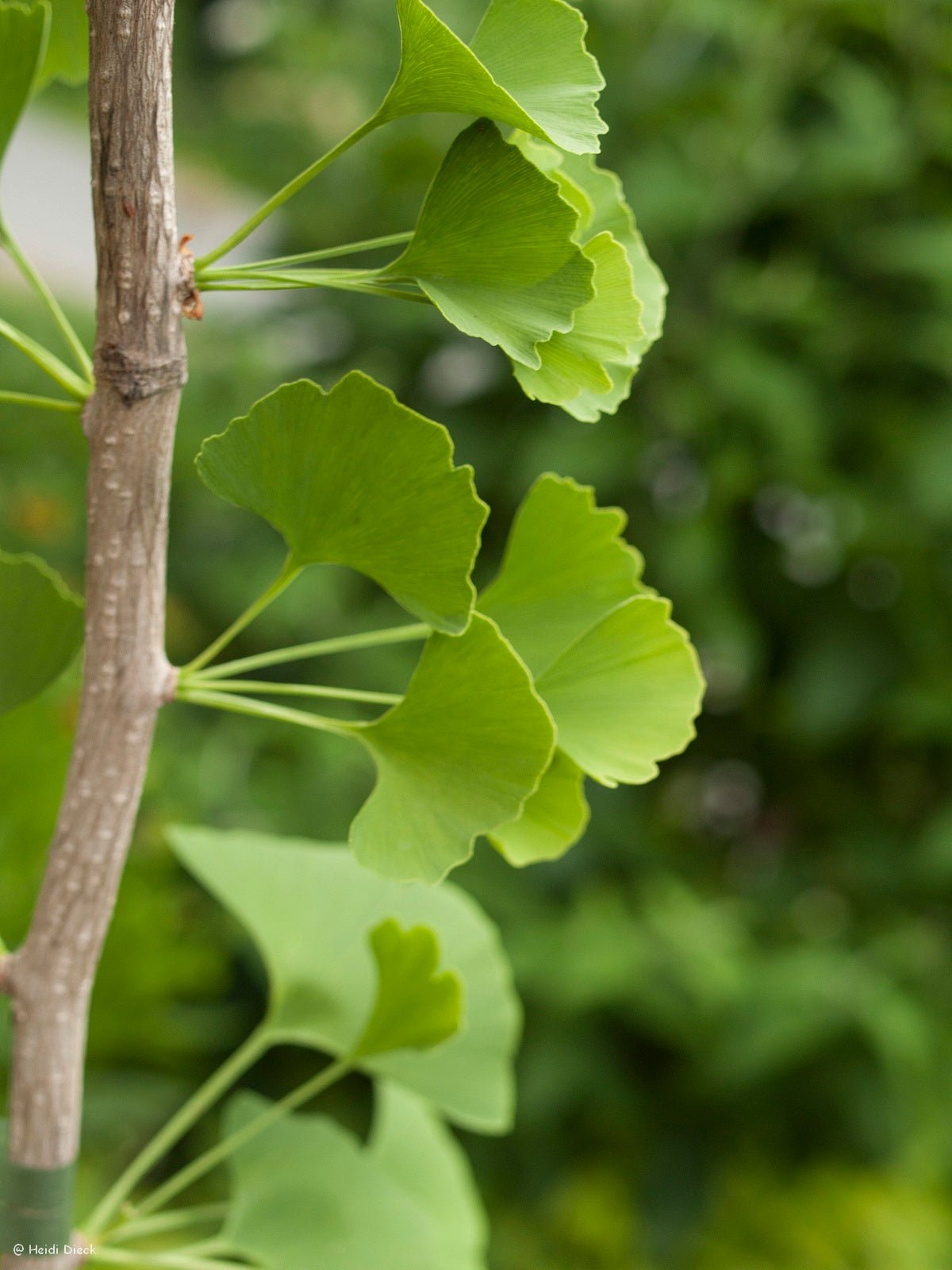 Ginkgo biloba 'Epiphylla' - Herrenkamper Gärten - Pflanzenraritäten